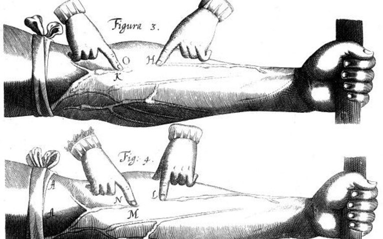 La circolazione sanguigna, illustrata nel XVII secolo
