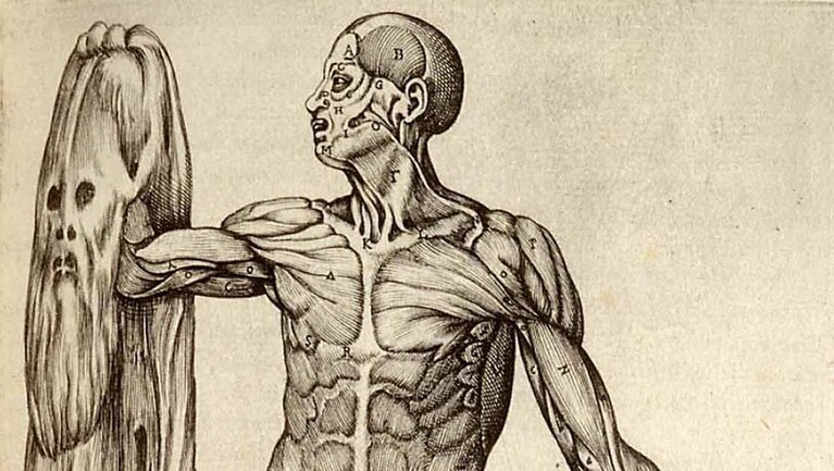 Sezione anatomica umana del XV secolo