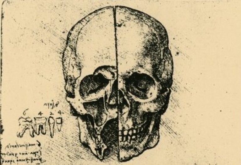 Sezione di un teschio illustrata da Leonardo da Vinci