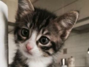 Lecce Getta Nella Spazzatura 5 Gattini Appena Nati Pensionato