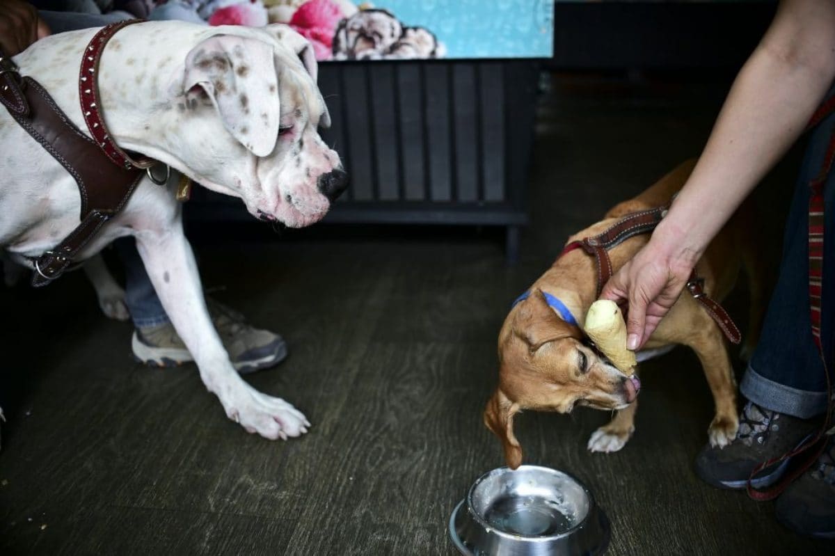 Vicini Che Rompono Per Il Cane