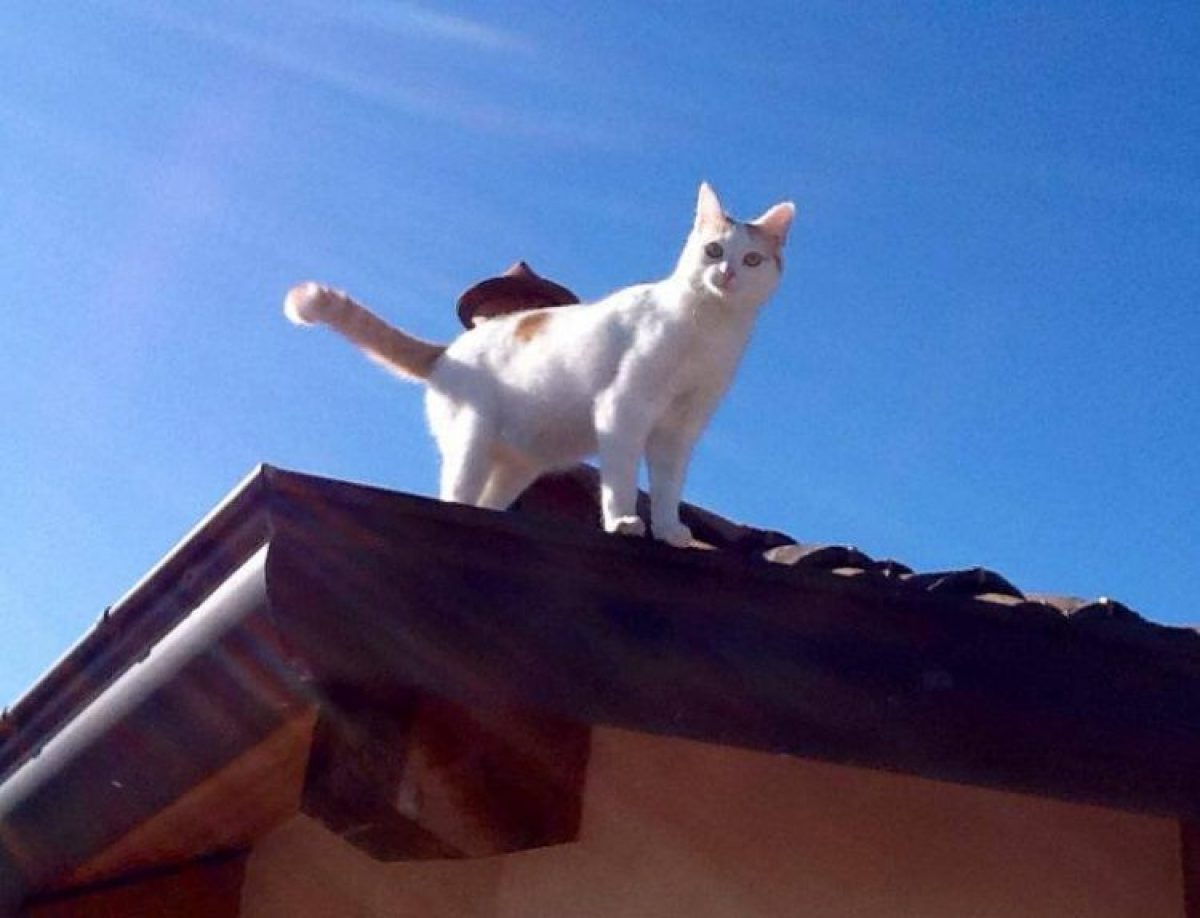 Un Gatto Cade In Testa A Un Uomo