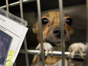 In California Cani E Gatti In Vendita Soltanto Se Provenienti Da