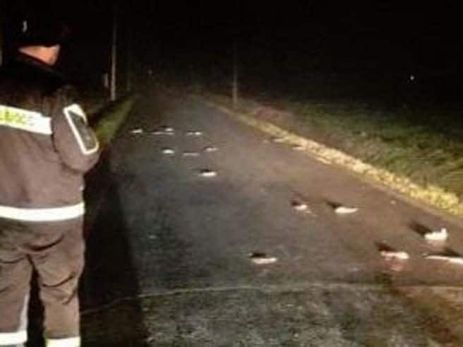 Cesena invasa dai topi, è emergenza: 
