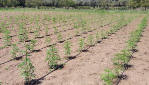 Fase vegetativa con impianto a goccia
