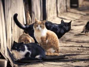 Due Milioni Di Gatti Da Uccidere Entro Il 2020 Laustralia