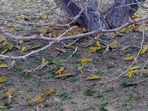 Invasione della cavallette in Iran (Twitter).