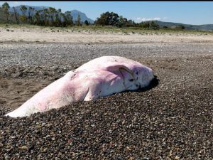 Capodoglio spiaggiato a Cefalù (Greenpeace - Facebook).
