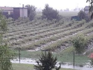 Vigneti abbattuti dal maltempo nella Marca