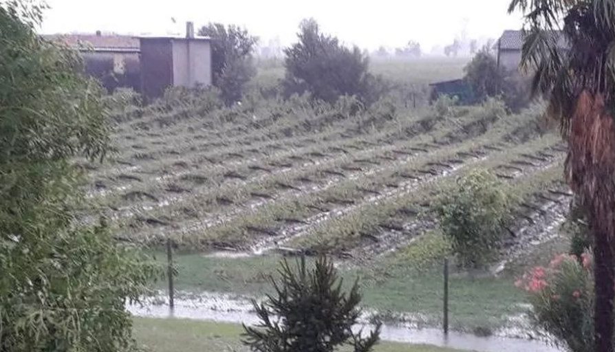 Vigneti abbattuti dal maltempo nella Marca