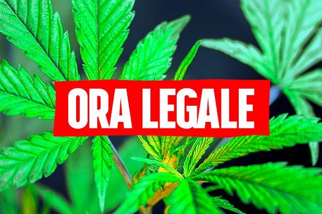 Cannabis, ora tutte le forze di governo sono favorevoli alla legalizzazione: che sia la volta buona