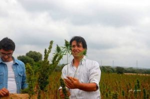La canapa coltivata presso la masseria Fornaro