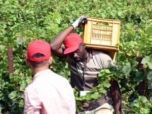 Caporalato e i braccianti bruciati vivi: il costo umano dell’agroalimentare in Italia