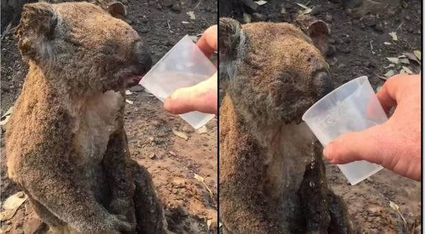 Koala Exploding Incendi in Australia, 8mila koala dispersi tra le fiamme: specie a ...