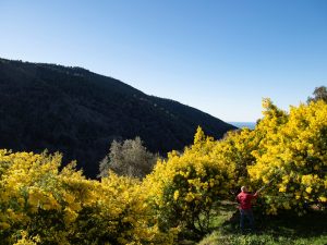 Mimose fiorite in Liguria