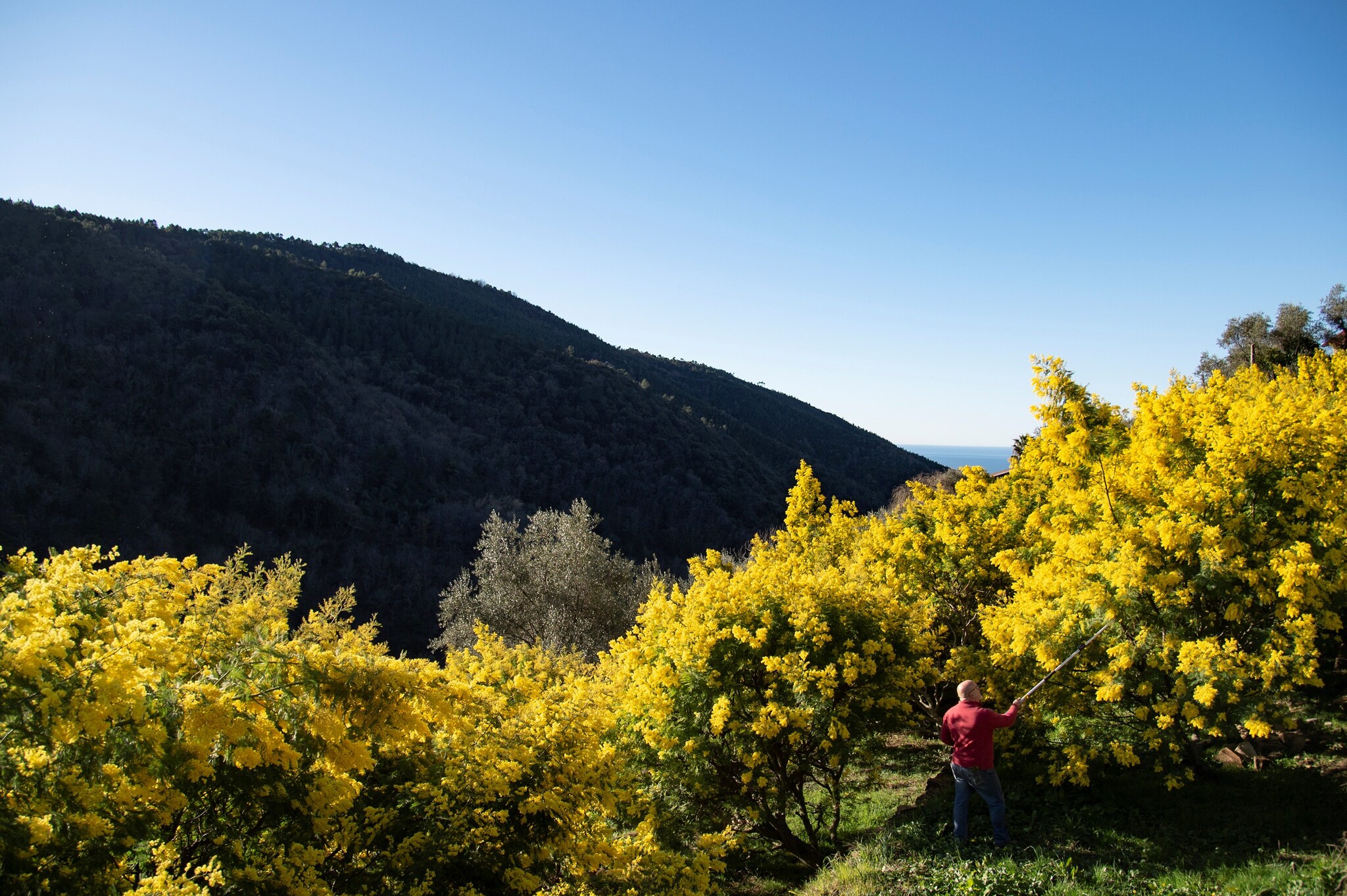 Mimose fiorite in Liguria