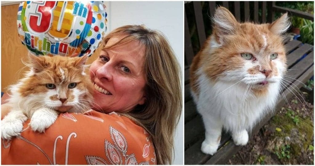 Addio Rubble, aveva 31 anni morto il gatto più anziano al mondo Addio Rubble, aveva 31 anni morto il gatto più anziano al mondo