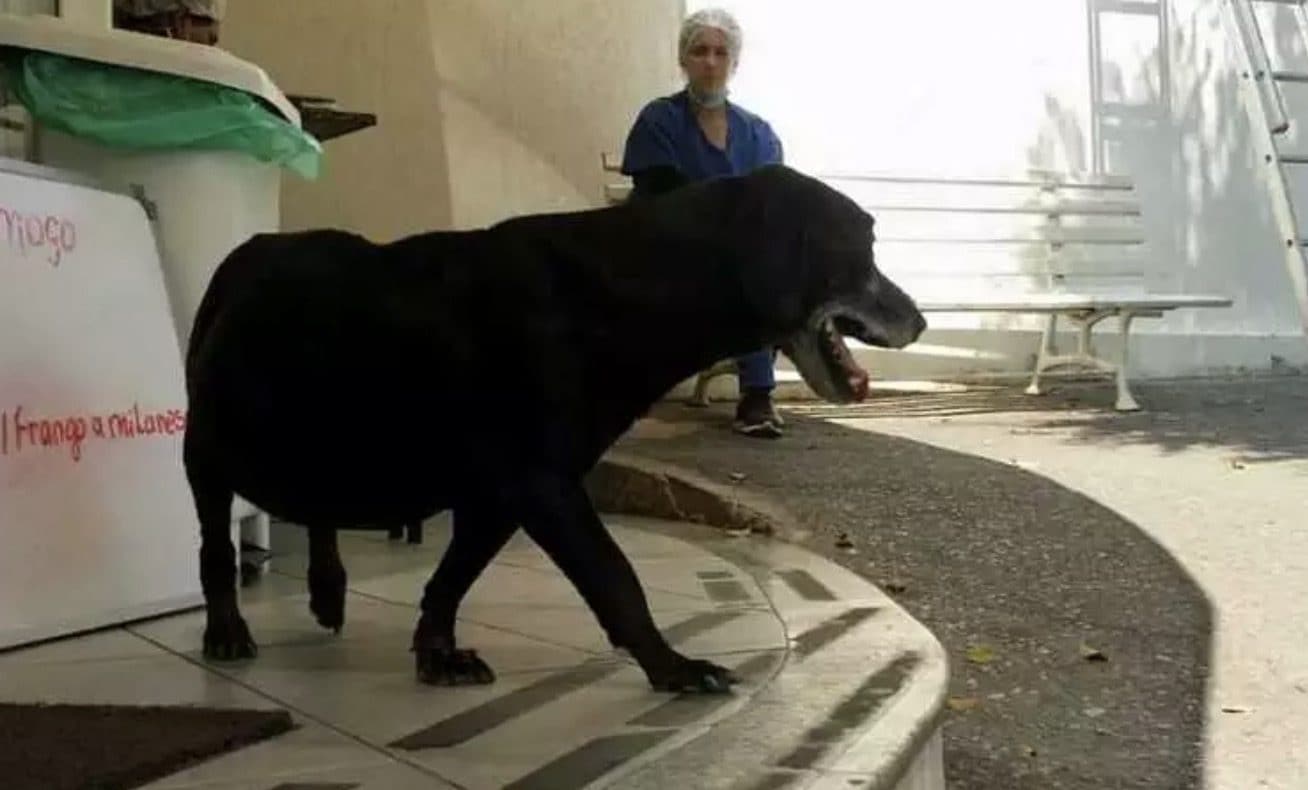 Il cane che attende da sette anni davanti all’ospedale il suo padrone ...
