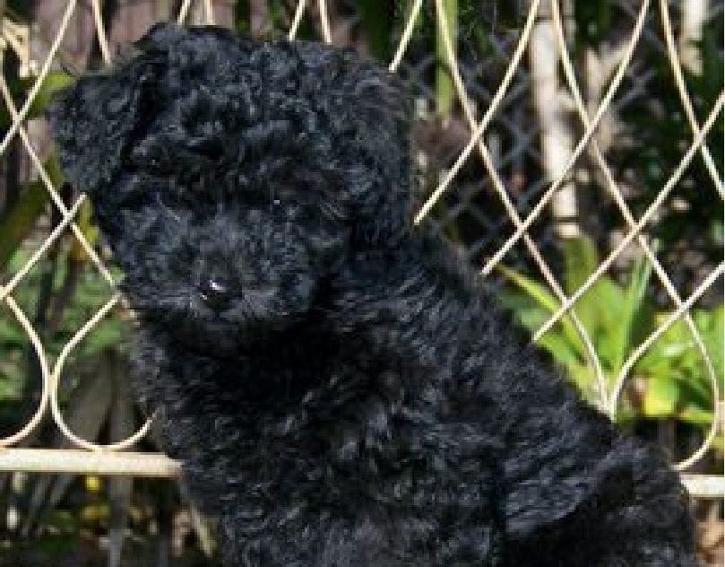 il cane risultato positivo