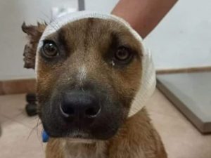 Il cane a cui hanno tagliato le orecchie, dopo le cure dal veterinario