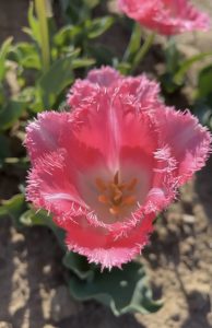 Fancy Frill