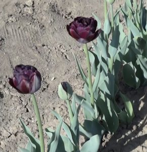 Tulipano Nero