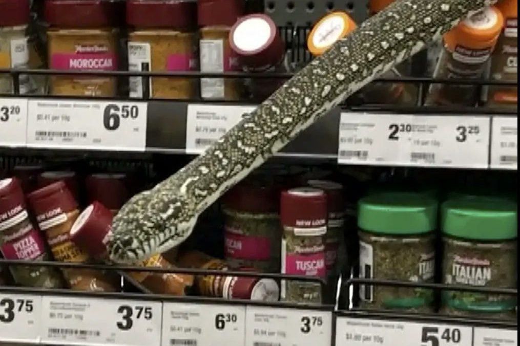 Il serpente avvistato tra gli scaffali (foto Twitter)