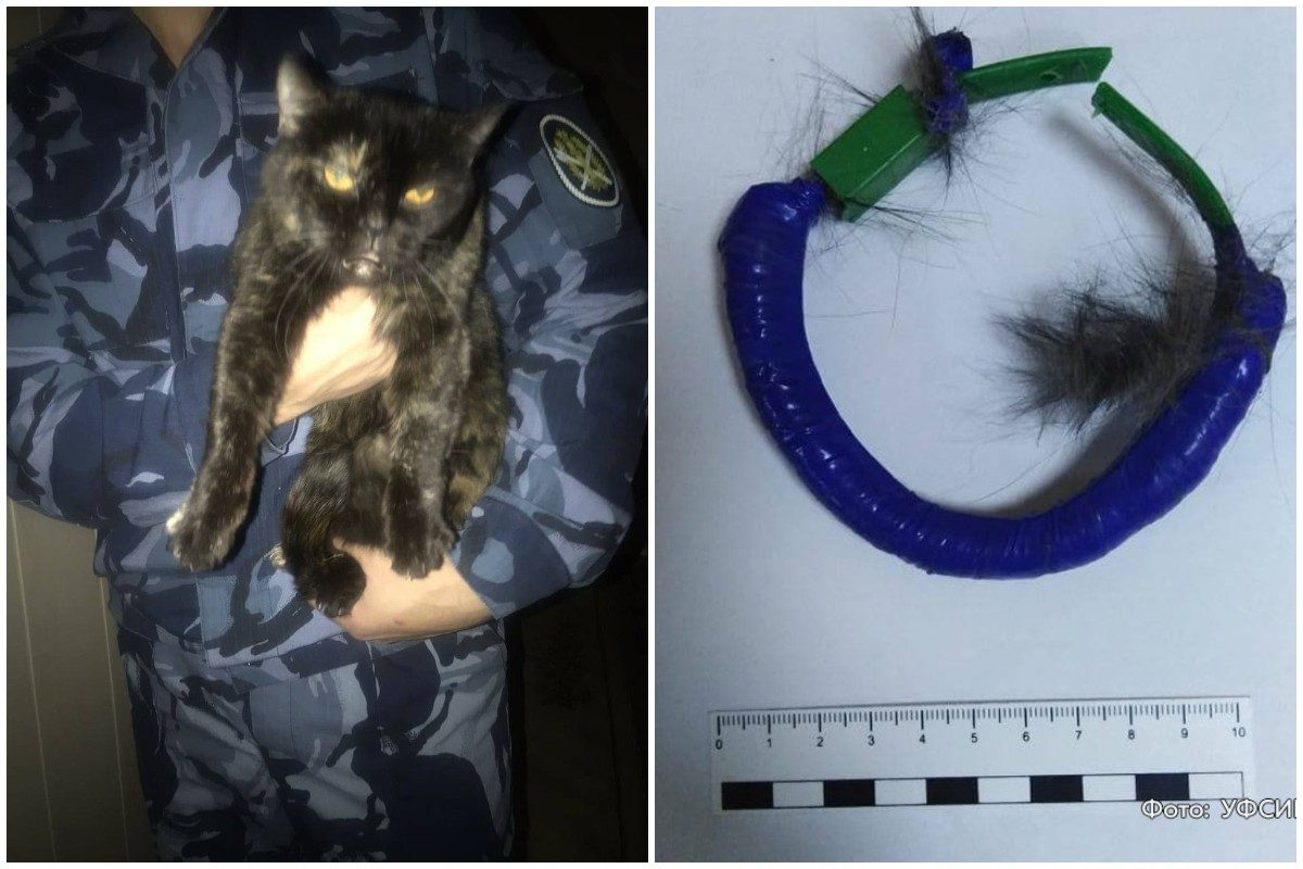 Il gatto fermato dalla polizia e il collare con la droga