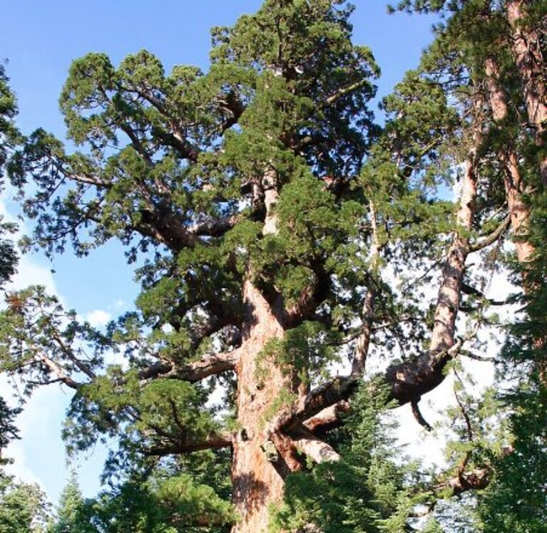 Grizzly Giant (Immagine da Wikimedia).