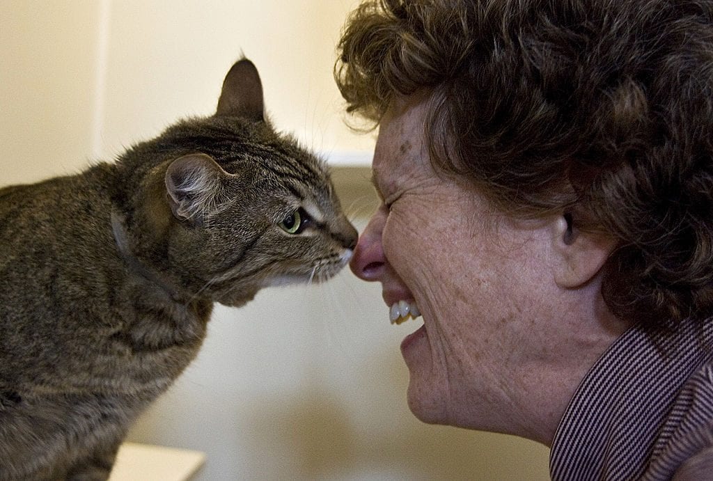 Sesso con animali, i casi di zoofilia aumentano al Nord