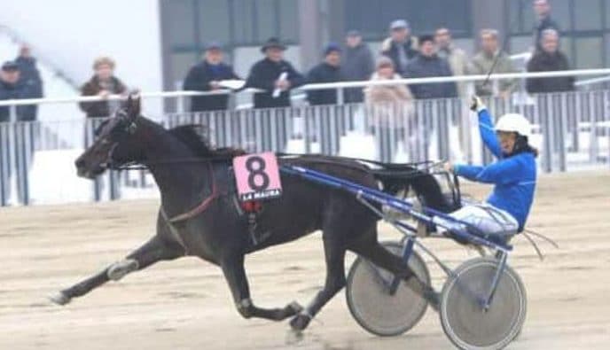 Cavalla campionessa di trotto rapita, muore investita mentre torna a casa: era incinta