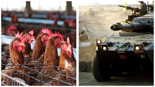 Colpo errato di carro armato fece strage di galline, inchiesta archiviata: “Non si sa chi ha sparato”