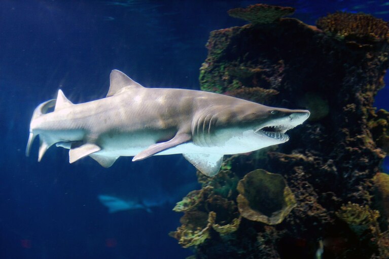 Squalo toro (Wikimedia).