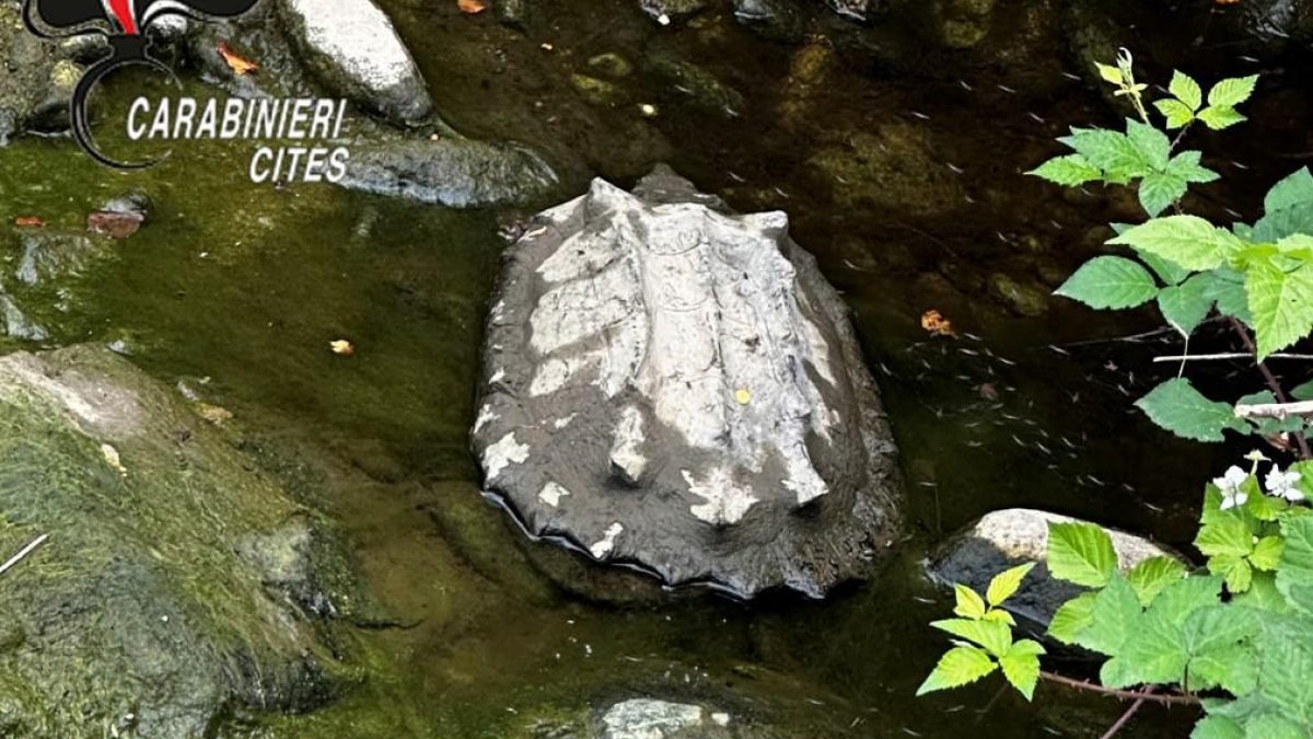 Torino Tartaruga Alligatore Abbandonata Vicino A Un Parco Giochi Torino Tartaruga Alligatore Abbandonata Vicino A Un Parco Giochi