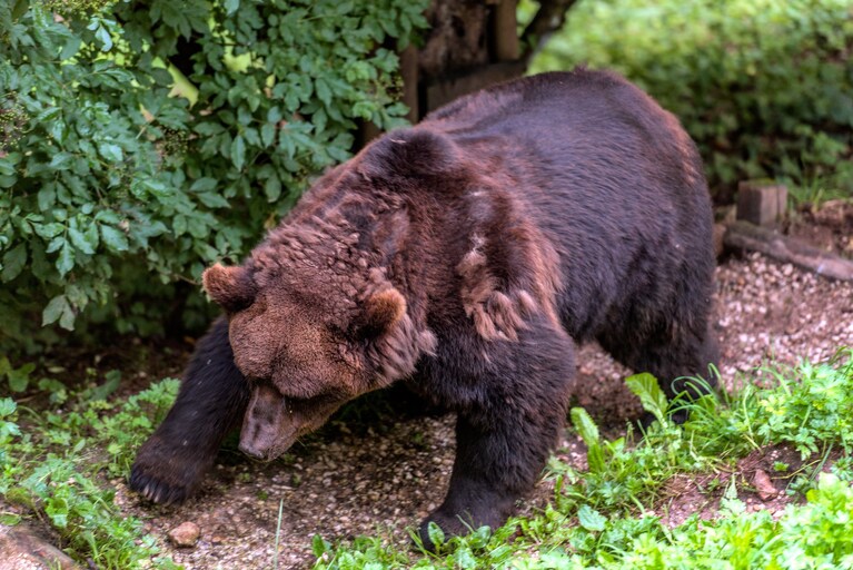 Immagine da Twitter (Wwf).