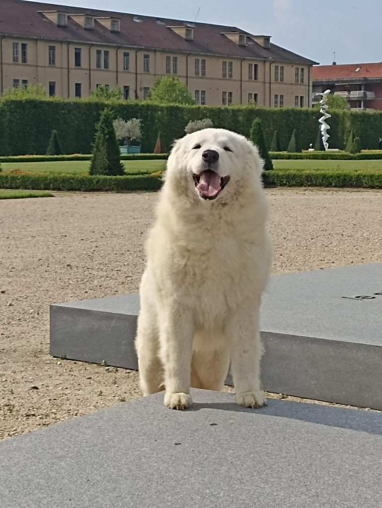 Cafaggio Il Cane Pi Bello Del Mondo Il Pastore Maremmano Premiato cafaggio-il-cane-pi-bello-del-mondo-il-pastore-maremmano-premiato