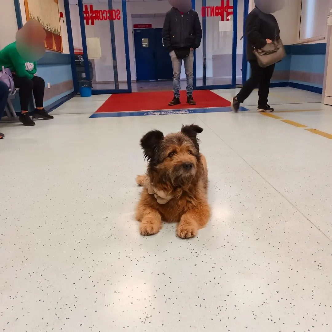 La storia di Francesco, il cagnolino che ha aspettato per ore il suo ...