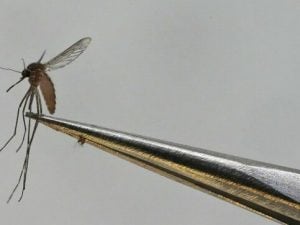 Chikungunya in Italia: nuovi casi a Verona, Modena e Como, scattano interventi di disinfestazione