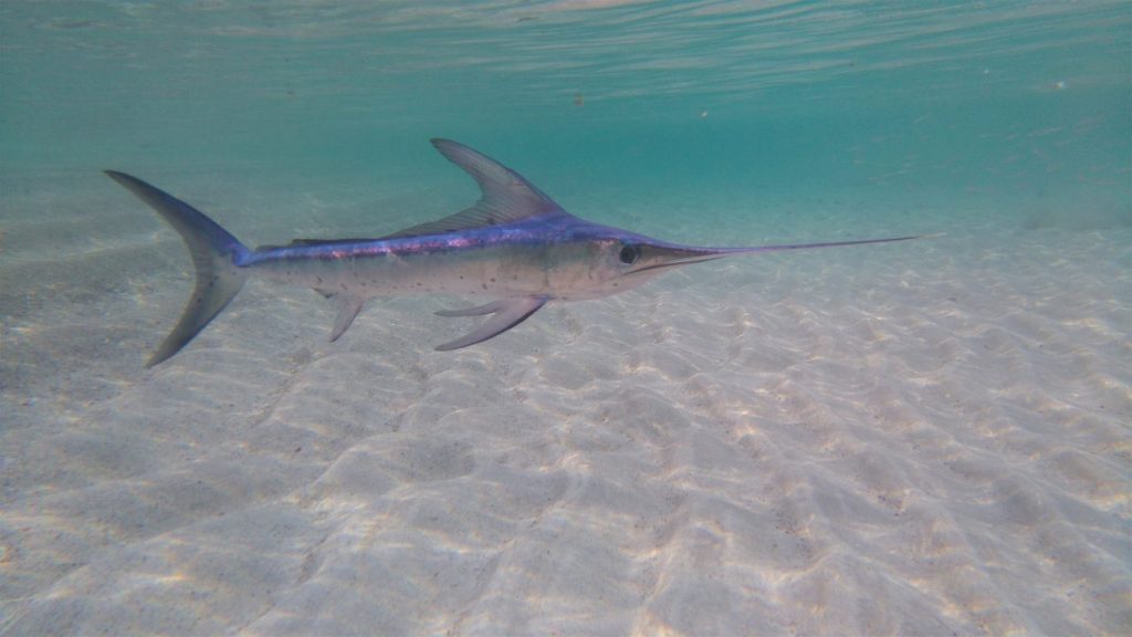 Chi è Gulia Manfrini, l'influencer morta trafitta da un pesce spada ...