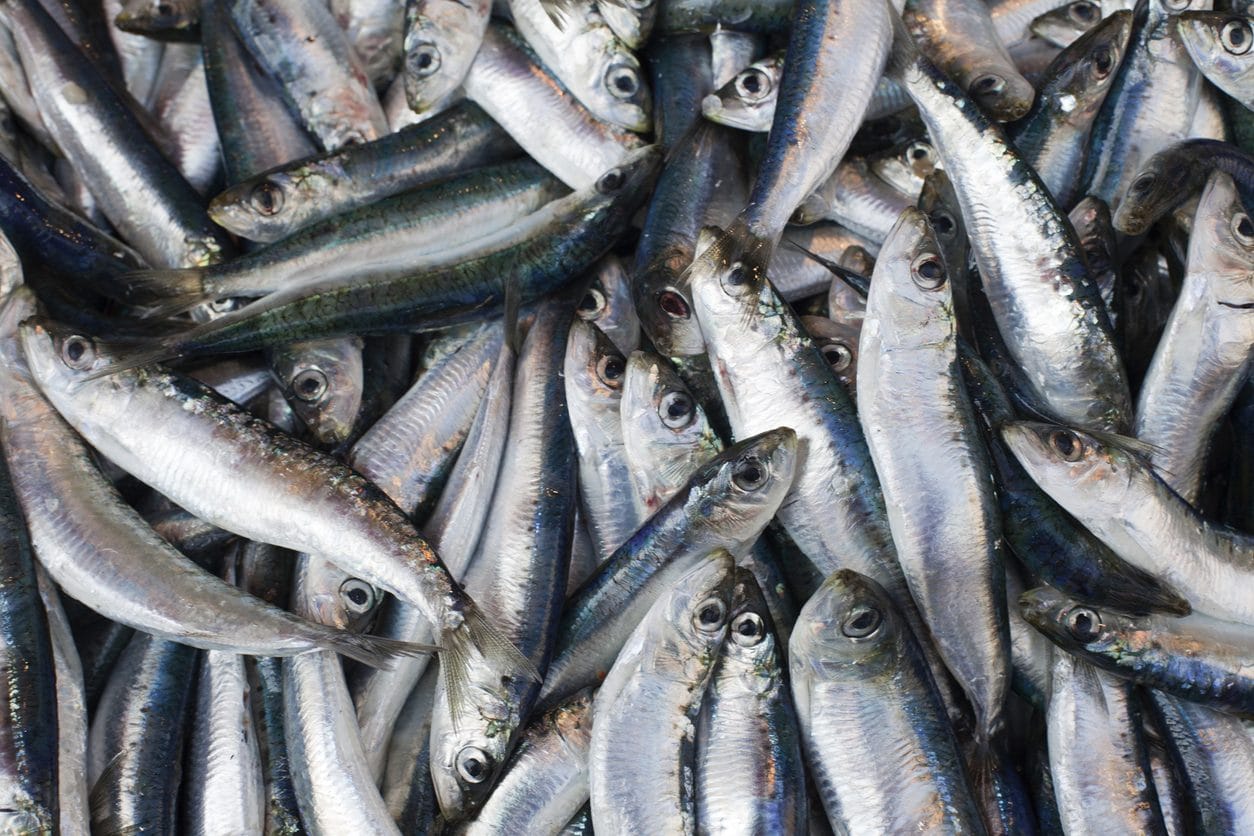 Nuova allerta alimentare: sardine Mar Ligure con istamina oltre i limiti, il lotto interessato