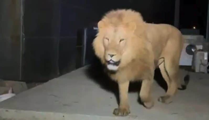 Turchia, leone fugge da uno zoo e aggredisce un uomo: abbattuto a fucilate tra le polemiche