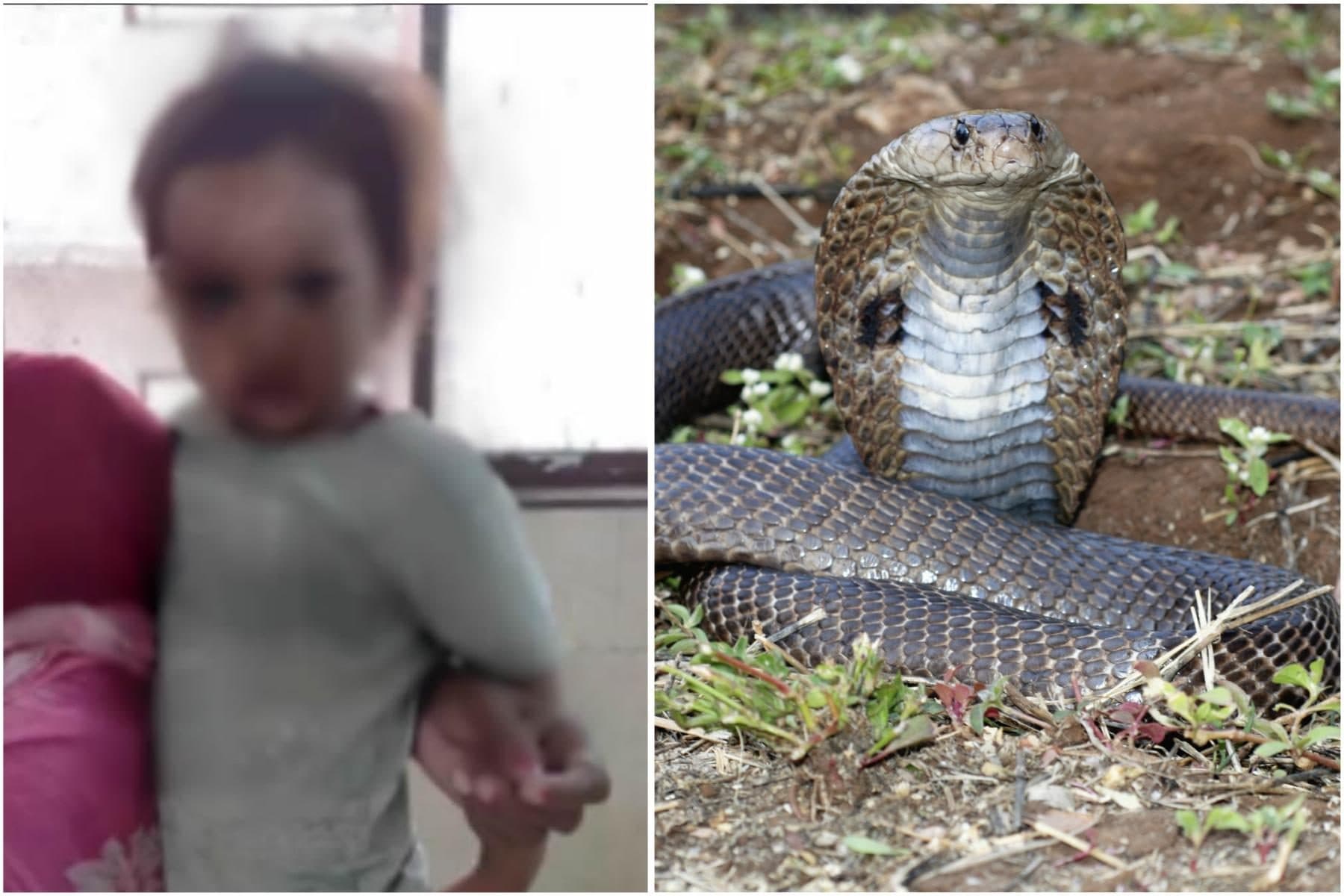Cobra si avventa sul bimbo di 2 anni: il piccolo lo morde in testa, lo uccide e si salva