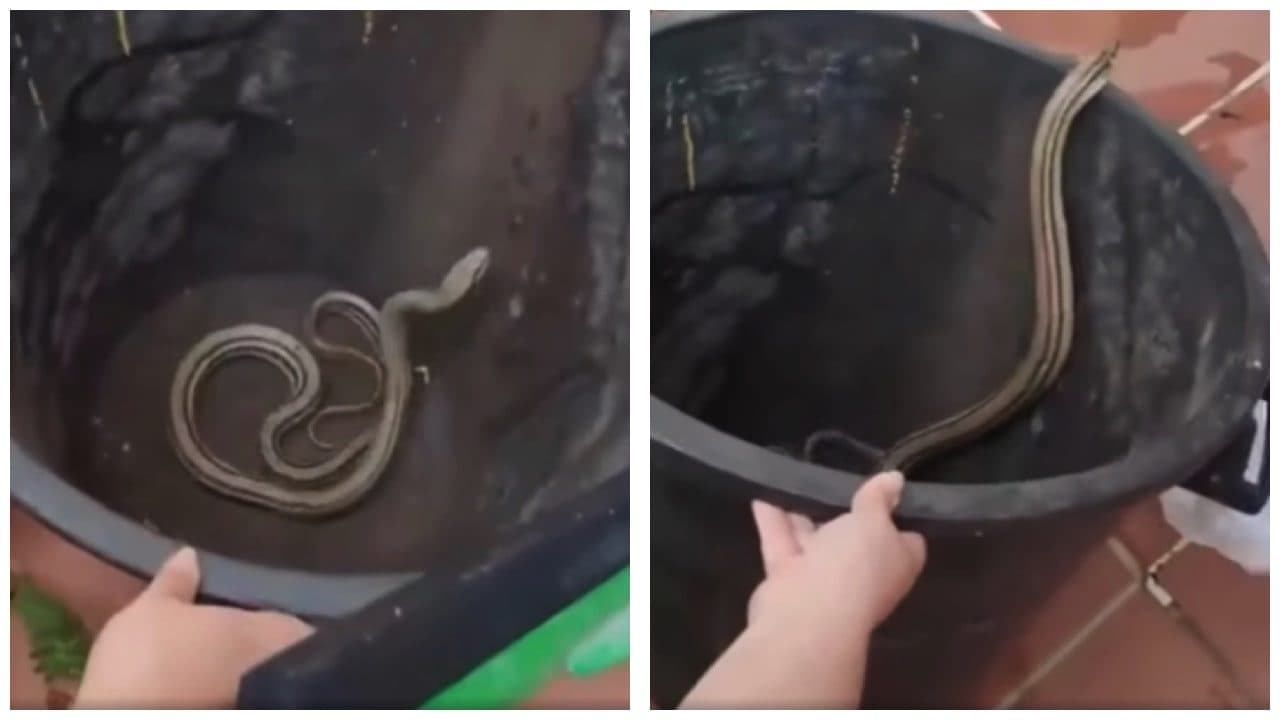 Manduria, entra in casa e trova serpente di quasi due metri in cucina: la caccia al rettile dura oltre un’ora