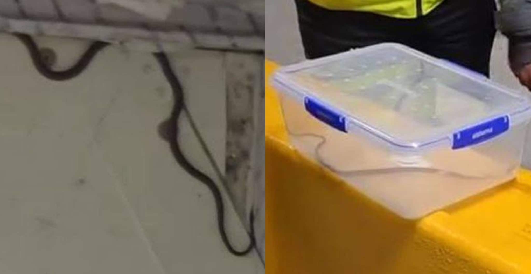 Serpente a bordo di un volo Melbourne-Brisbane, interviene lo snake catcher: ritardo di due ore
