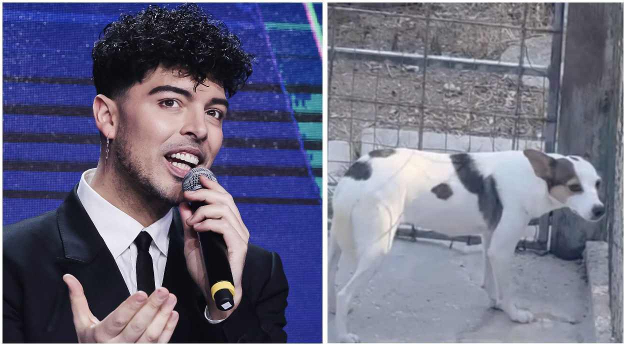 Stash dei The Kolors salva un cane maltrattato prima del concerto: "Aiutateci a denunciare questo scempio"