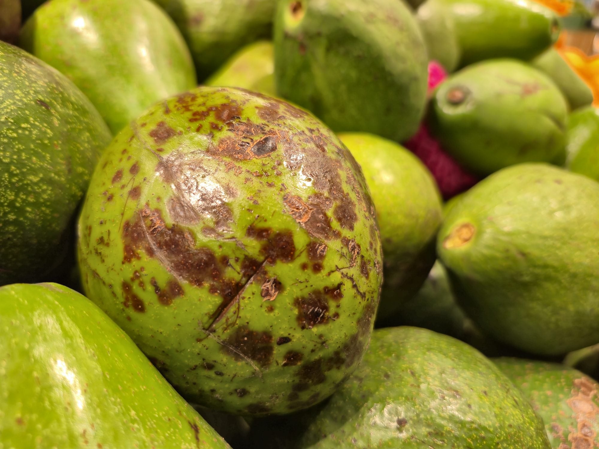 Richiamo per botulino sulla polpa di avocado: 11 ricoveri dopo la Fiesta Latina, grave bimbo 11enne