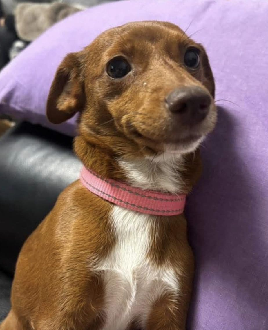 Thumbelina, il cane del 34enne scomparso.