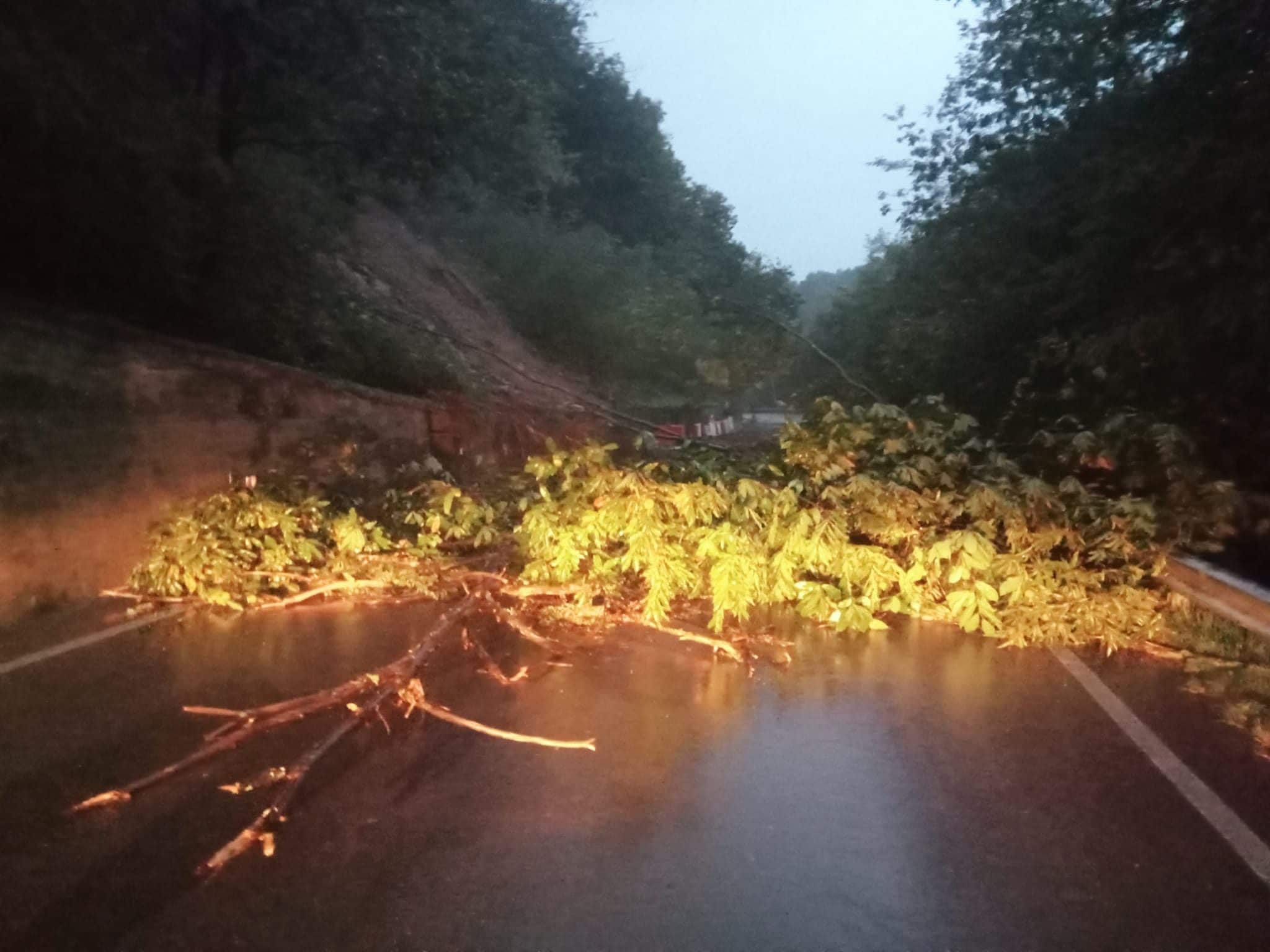 Un albero caduto sulla SP 542, località Girini (Savona)