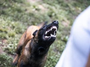 cane-aggressivo-300x225.jpg