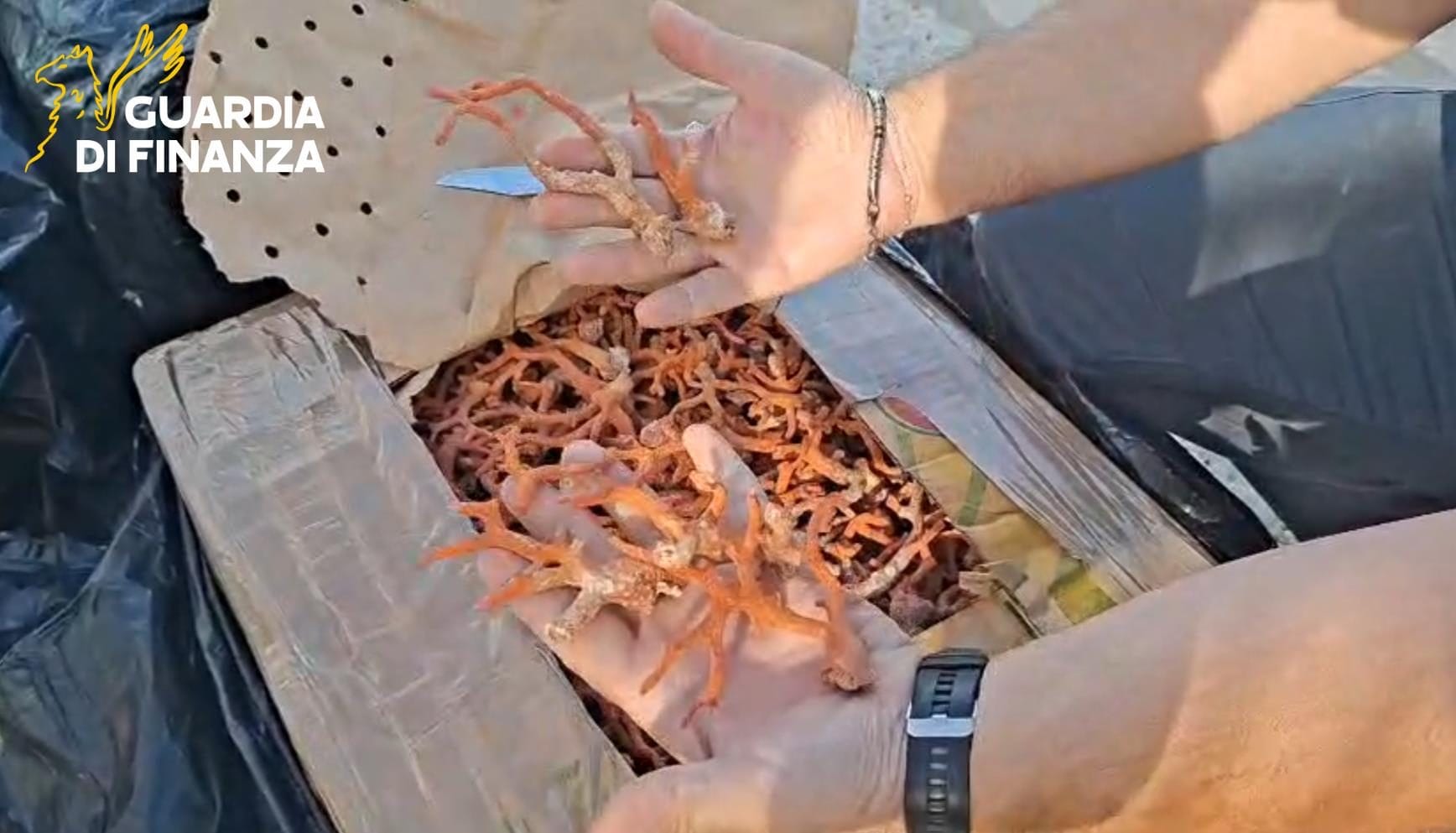 Sequestrati 700 kg di corallo rosso in Sicilia, tre denunciati a bordo di una barca: vale oltre 500mila euro